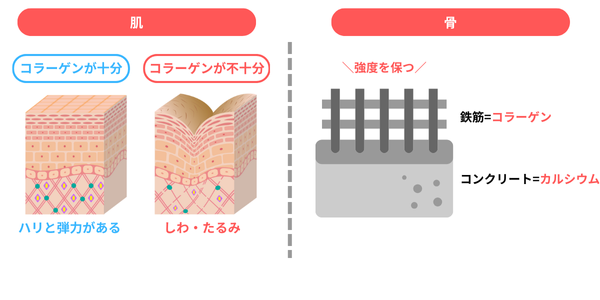 コラーゲンの役割