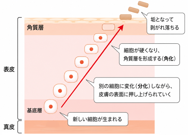 肌のターンオーバー