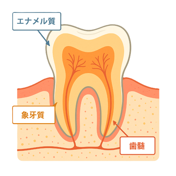 歯の構造(エナメル質・象牙質・歯髄)を示すイラスト