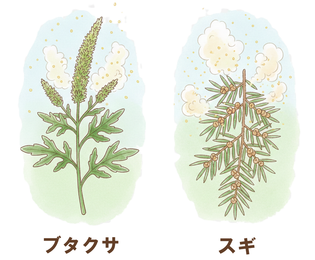 ブタクサとスギ