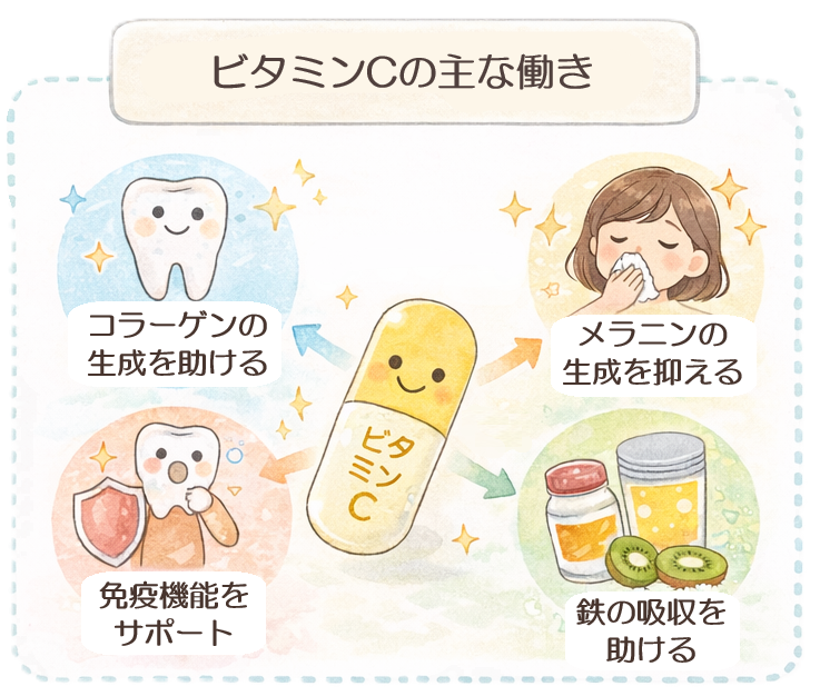 ビタミンCの主な働き